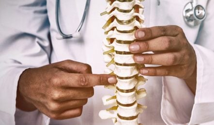 Spine